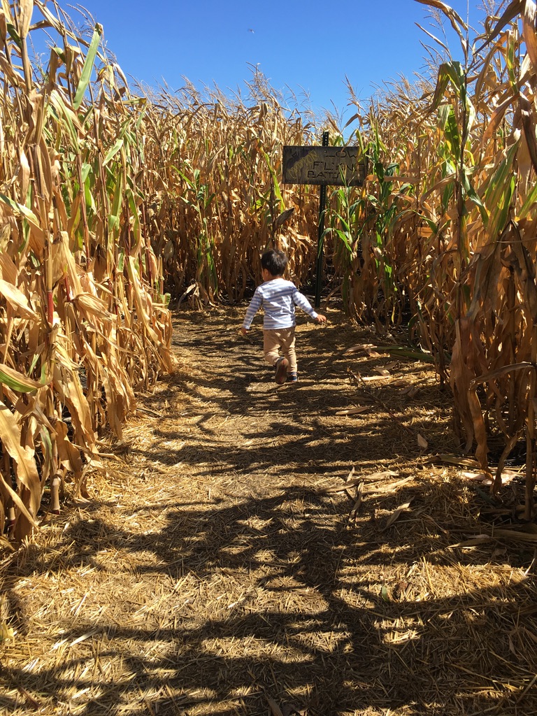 pumpkin patch corn maze